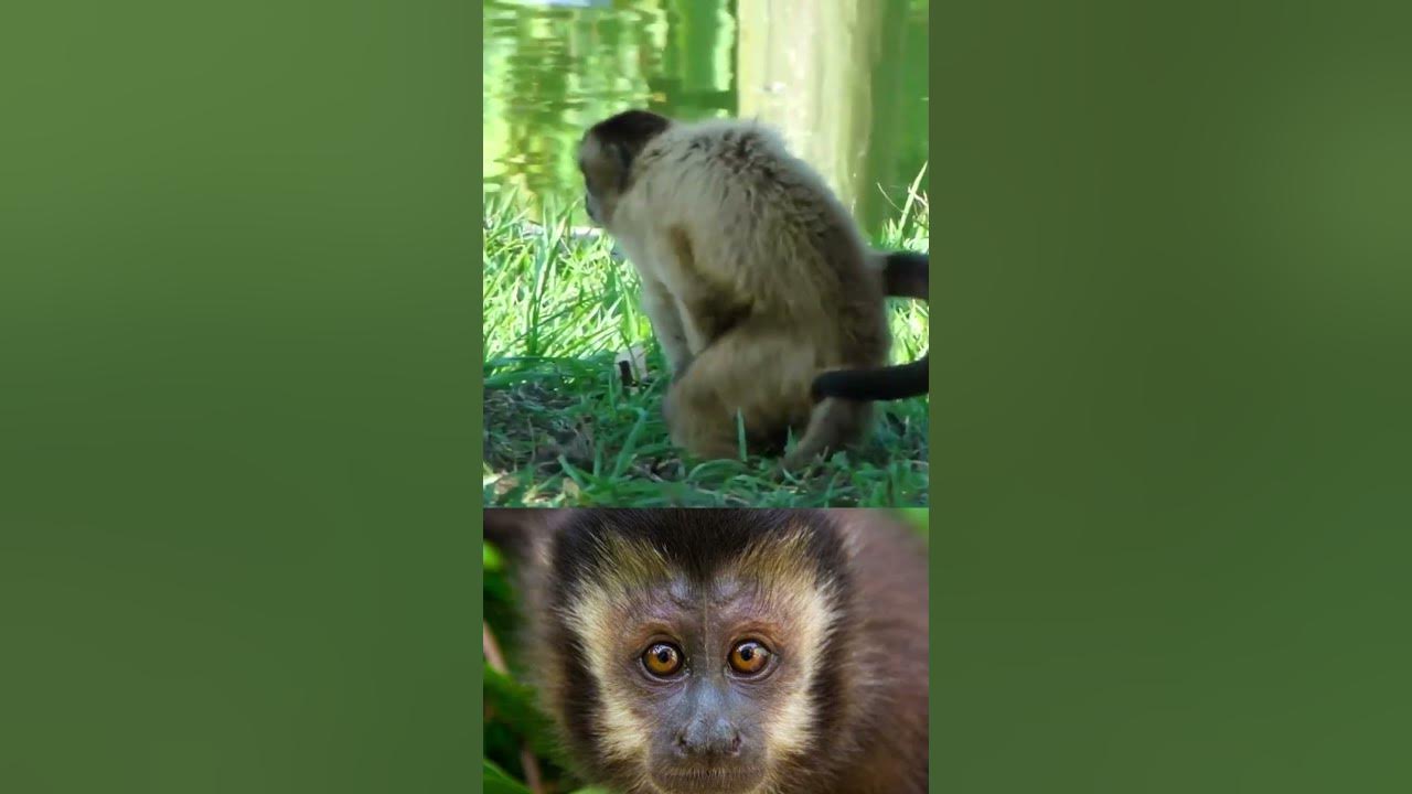 CHC  Viu um macaco-prego por aí?