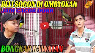 BELI SOGON OMBYOKAN JADI GACOR DOR BUKA PARUH // BAGAIMANA RAWATAN