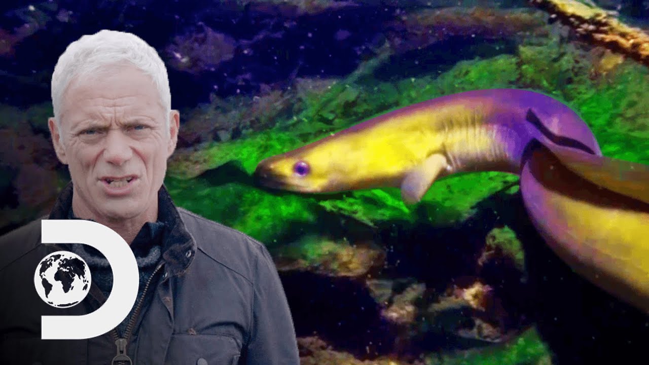 Is The Loch Ness Monster Really A Supersized Eel? | Jeremy Wade: Mysteries  Of The Deep - YouTube