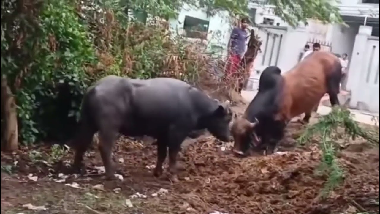 Rural  bull fight  / Buffalo vs Bull fight
