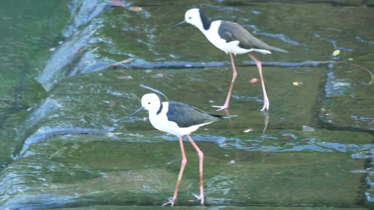 Two Pied Stilts walking in the canal (2025-04-12)