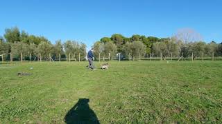 Zig zag Disc Dog