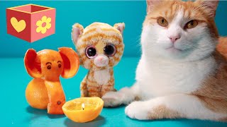 Simba and George | Cute cat | Happy Clementine | For kids by Bellboxes 48,810 views 4 years ago 6 minutes, 59 seconds