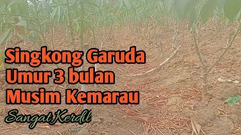 Perkembangan Terkini Singkong Garuda Umur 3 Bulan Dimusim Kemarau