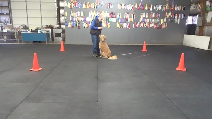 Allan Ross Dog Training