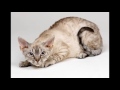 Cymric Cat History,Personality,Health,Care の動画、YouTube動画。