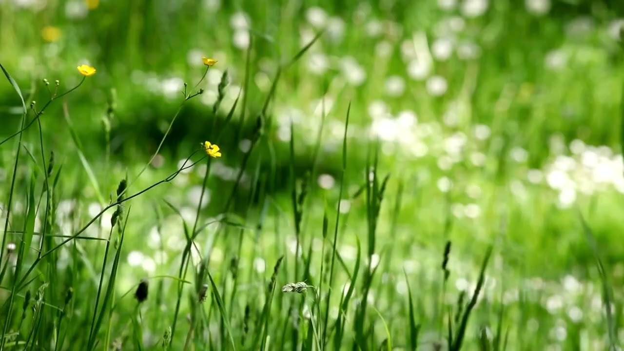 No Ads | Spring Forest Ambience 🌿 Gentle Grass & Nature Sounds for Relaxing, Studying (3 Hours)