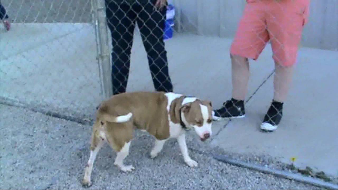 princess pit bull corgi mix youtube