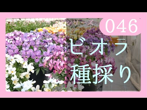 046 6年目ビオラの種とりの種の収穫の仕方 ポイント解説 By園芸チャンネル Youtube