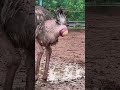 Ostrich egg intresting facts #facts