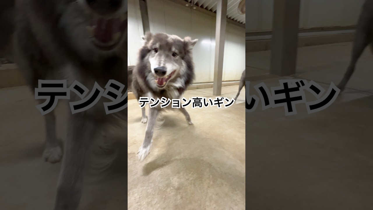 ギンは狼の血が入ってるけれどノミの遺伝子も入ってるかもしれない