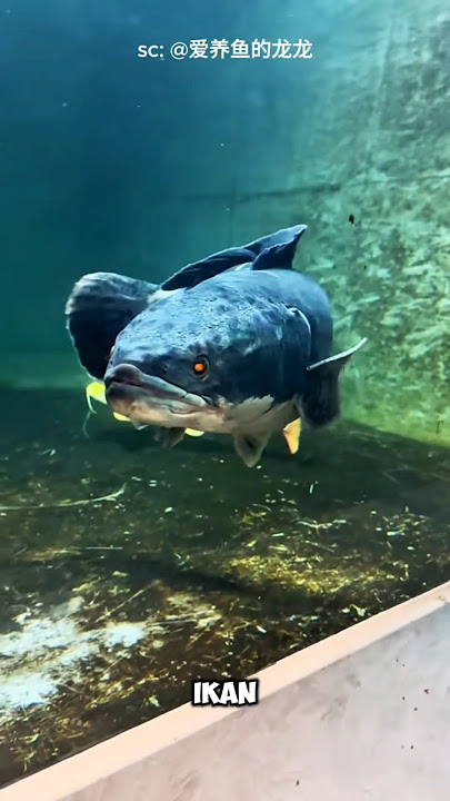 Relaxing in front of a megatank filled with predator fish #shortvideo #shorts