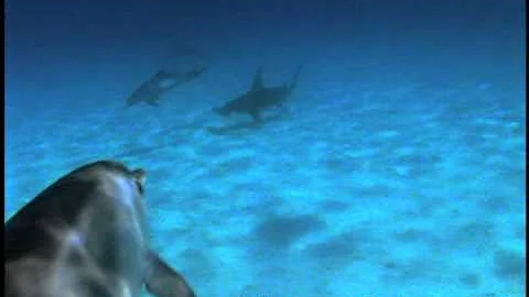 Dolphins Protect Diver from Hammerhead Shark - DayDayNews