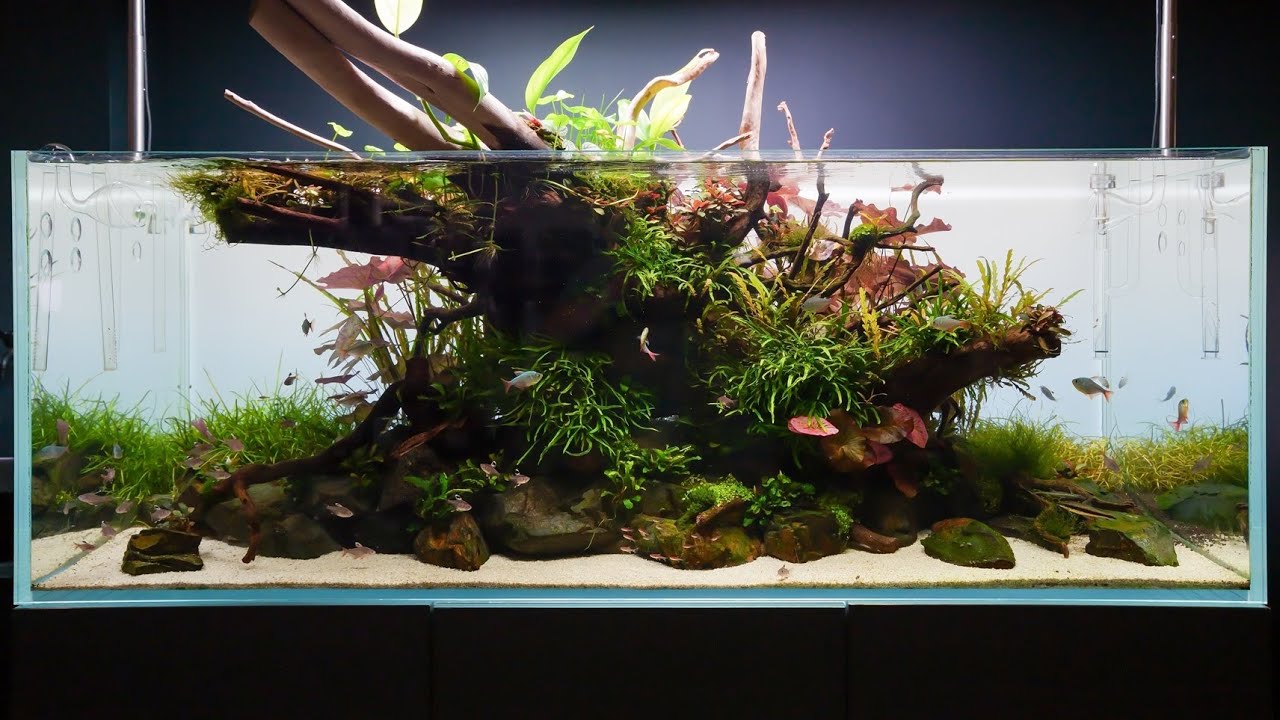 How We Made This 150cm Nature Aquarium, Step by Step Aquascape Guide