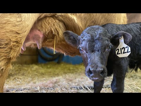 Dexter Cattle Calving | Part 1: Last 11 Days of Gestation
