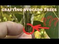 Grow your own avocado trees  success at grafting a new variety of hass avocado