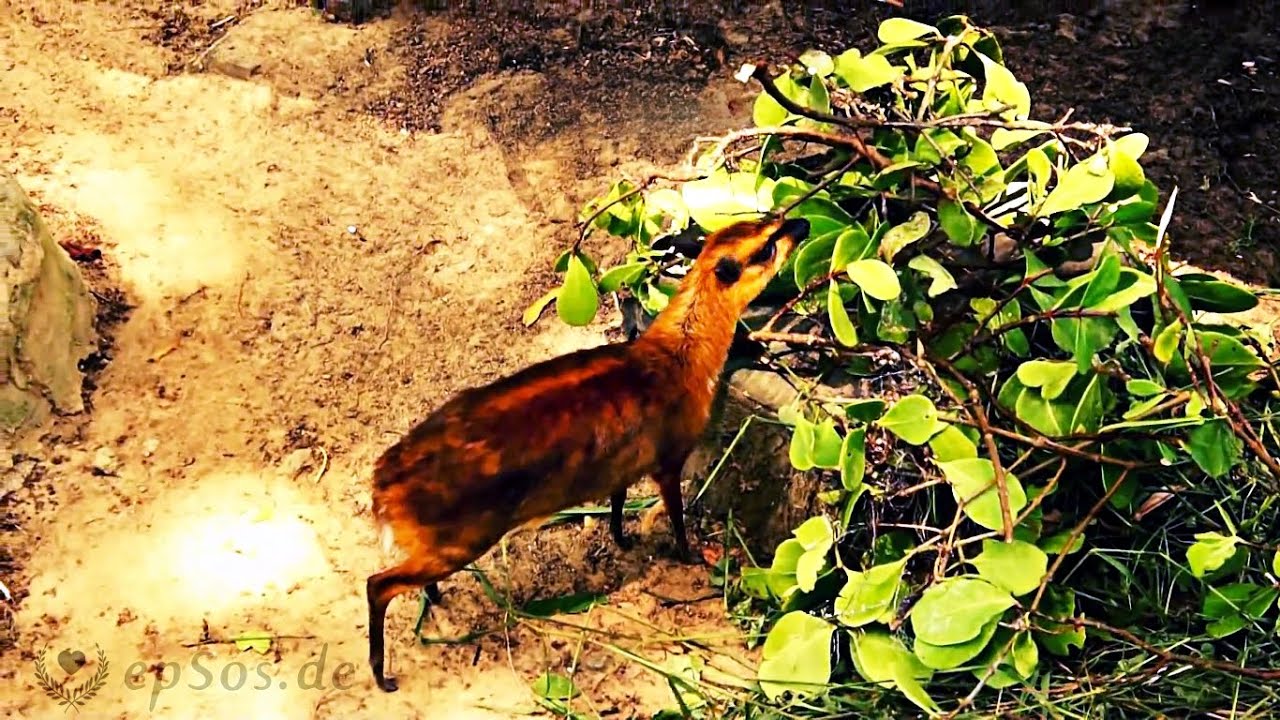 Cute Mouse Deer Is A Magic Animal Youtube