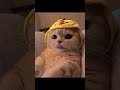 ЧЕ ТАКОЕ FOMO #юмор #music #trap #rap #memes #shortvideo #shorts #gonefludd #куок #путькцели