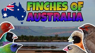 Australian Finches
