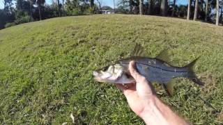 Freshwater Snook in Daytona Beach