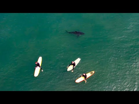 San Onofre State Beach - Great White Shark (s) sighting with some fun surf