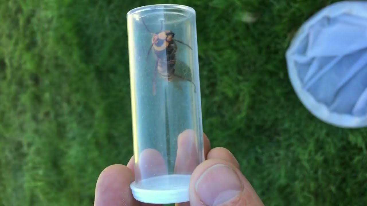 Murder hornet eradicated from US, officials declare