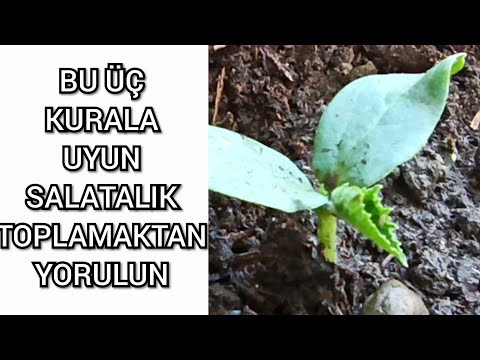 Video: Büyüyen Salatalık - Tarım Teknolojisinin Incelikleri