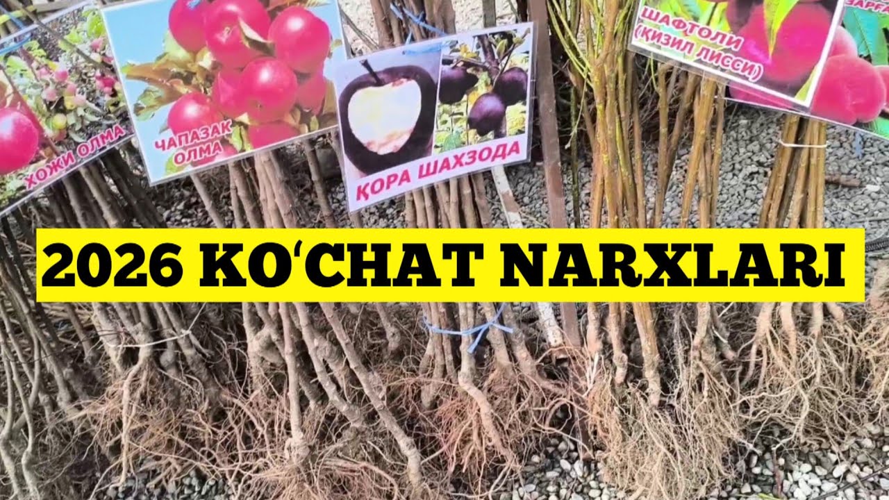 KOʻCHAT BOZORI SHAXRIXON XOLDOVONBEK 17.02.2026