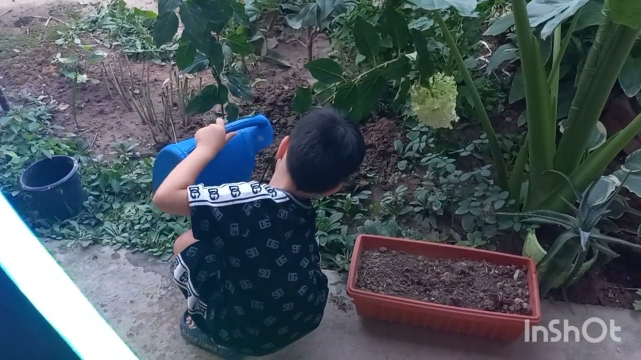 ГОРТЕНЗИЯ ГУЛИМНИ ЭКДИМ🌺🌺🌺🌺