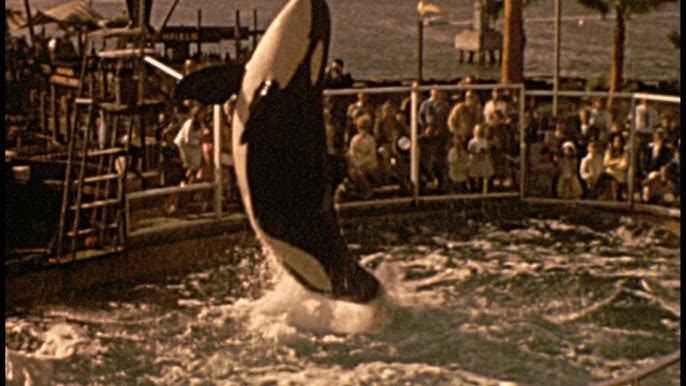 San Diego (SeaWorld) 1964 archive footage - YouTube