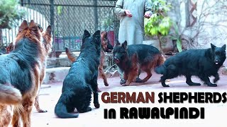 Long Coat German Shepherd in Rawalpindi || German Shepherd Triple Coat || Black Shepherd Dog