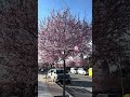 First Spring Experience in Spain 🍃🌸🌱🌷 #digitalnomad #españa
