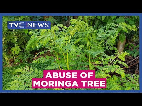 Experts warn against abuse of Moringa