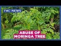 Experts warn against abuse of Moringa tree