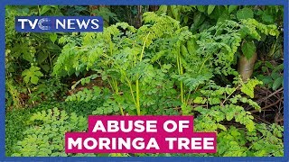 Experts warn against abuse of Moringa tree