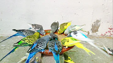 Singing Budgie - Happy Song | Most Beautiful Budgie Songs Ever