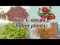 Rare and unique indoor plants #fittonia #indoorplants