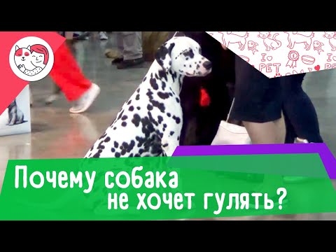 5 причин, почему собака отказывается гулять