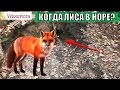 Когда лиса уходит в нору? Videoohota