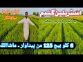 Australian high yield wheat crop in pakistan  wheat crop of nawab farms bahawalnagar  wheat farms