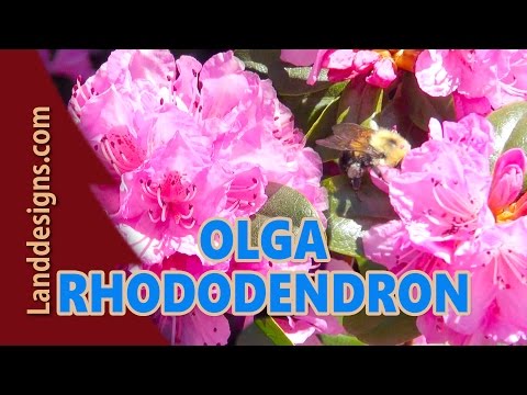 Video: Wachsender Kanadischer Rhododendron