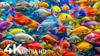 DREAM AQUARIUM 4K - Marine Life, Sea Animals and Coral Reef - Fish Tank Sounds for Deep Sleep #83