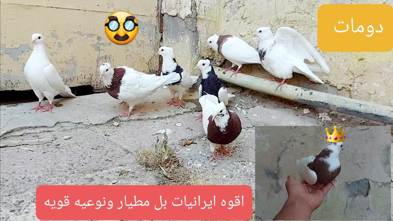 شوفو طيوري الي ضامهن 🥸  قررت اصورهن قوه طيور بل مطيار ايرانيات يبيتن بشته 😎