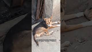 কোথায় শুয়ে আছে #dogshort #dailyshort #alangu #desidog #dogcare #viral #dogsworld #dogizone #doglapan