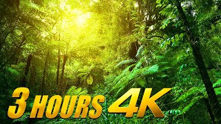 Best 3 HOURS Jungle Sounds Tropical Amazon Rainforest With 4K SLOW MOTION Videos