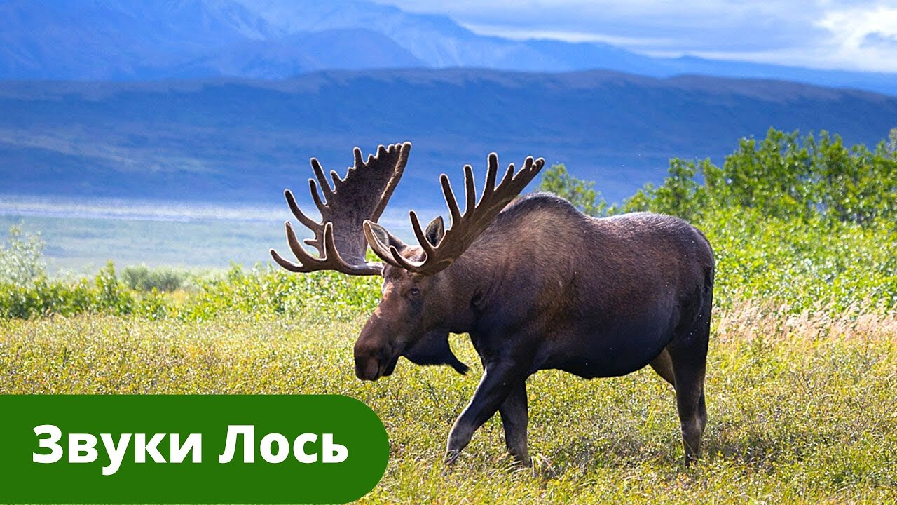 Голос Лося - Скачать mp3 бесплатно