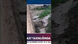 Thumbnail for Bakıda canavarlar peyda oldu