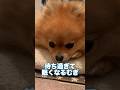 飼い主を待ち続ける姿が愛おしいポメラニアン