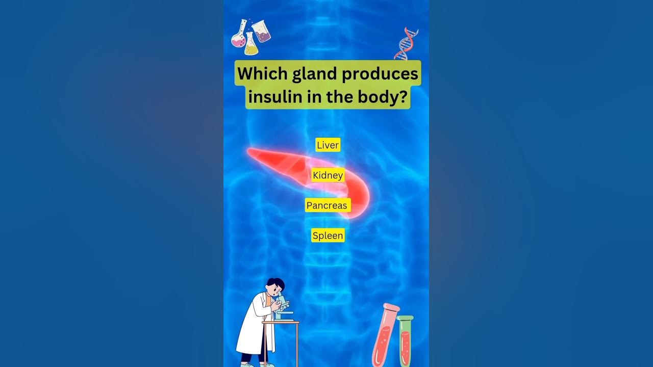 Which gland produces insulin in the body? YouTube