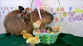 The Easter Capybara